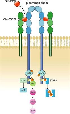 Role of GM-CSF in lung balance and disease